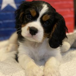 Cavalier King Charles Spaniels from Avion's Cavaliers