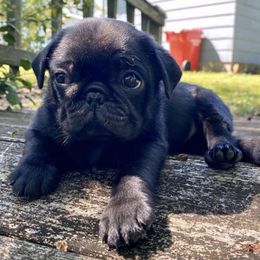 Pugs from Luv-A-Pug