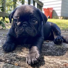 Pugs from Luv-A-Pug