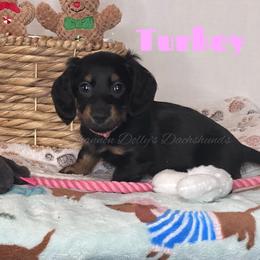 Turkey - Black and tan female Dachshund puppy in Monitor, Washington from Shannon Dolly’s Dachshunds