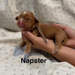 Napster - Caramel red male Australian Labradoodle puppy in Alamo, Texas from QuiSal Labradoodles