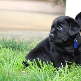 Labrador Retriever Puppies from Britt Labradors