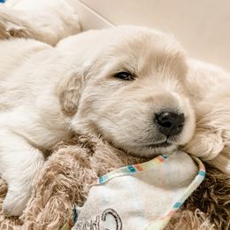 Golden Retriever Puppies from Salty Goldens