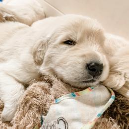 Golden Retriever Puppies from Salty Goldens