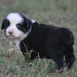 DiamondR Maple - Black Tri Female - Black tri female Miniature Australian Shepherd puppy in Gravette, Arkansas from DiamondR Mini Aussies @ DiamondR Farm & Kennel