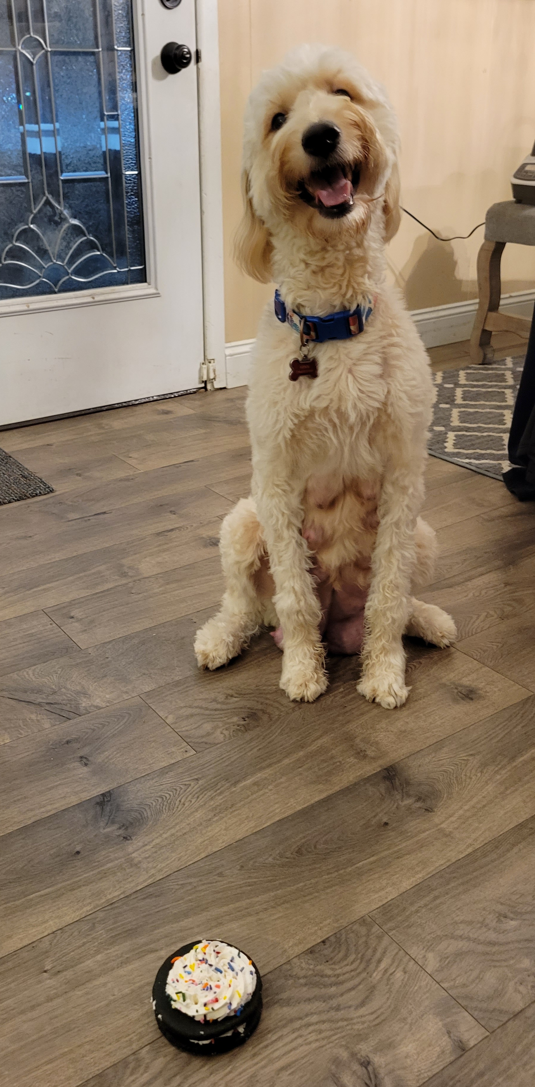 Maggie - Goldendoodle