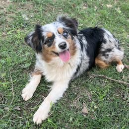 Little bit - Miniature Australian Shepherd