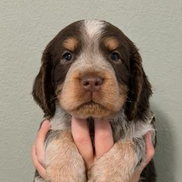 Jester - Tri-Roan male English Springer Spaniel puppy in Fort White, Florida from Thunderbird Springers