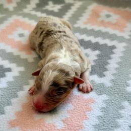 Lily - Red merle female Australian Shepherd puppy in Clover, South Carolina from Jo’s Aussies