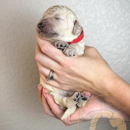 Good Pop (red collar) - Apricot male Goldendoodle puppy in Murrieta, California from Apricot Poodles & Goldendoodles, LLC