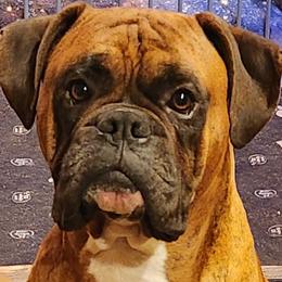 Indigo - Boxer