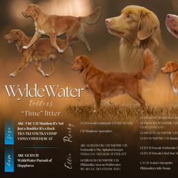 Nova Scotia Duck Tolling Retriever puppies from WyldeWater Tollers