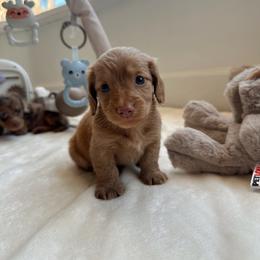 Watkins - Red male Dachshund puppy in San Diego, California from Enchanted little dachshunds