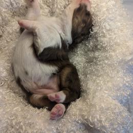 Australian Shepherd Puppies from Firelight Australian Shepherds