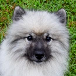 Kuiu - Keeshond
