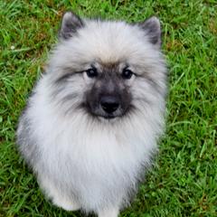 Kuiu - Keeshond