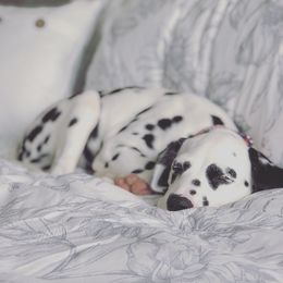 Dalmatian Puppies from Dracorn Dalmatians