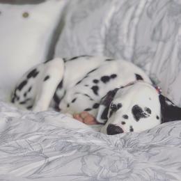 Dalmatian Puppies from Dracorn Dalmatians