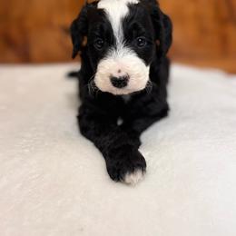 Maple - Black and white female Bernedoodle puppy in Jacksonville, Florida from Star of the Sea Doodles