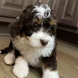 Bernedoodles and Goldendoodles from Diamond's Doodles