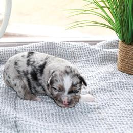 Miniature Australian Shepherd Puppies from Yarborough Kennels