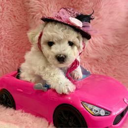 Pink - White female Bichon Frise puppy in Lake Elsinore, California from Amber's Bichon Frise and Poodles