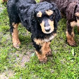 George Clooney - Phantom male Poodle puppy in Mount Gilead, Ohio from Cats Creek Standard Poodles