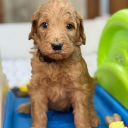 Paris - Apricot female Goldendoodle puppy in Yuciapa, California from AlltheDoodlez_