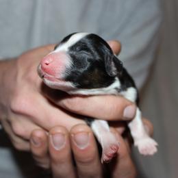 Tess - Black tri-color female Australian Shepherd puppy in Plain City, Utah from Lost Creek Aussies