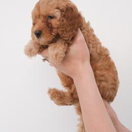 Australian Labradoodle Puppies from New England Labradoodles