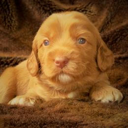 Mousse - Apricot male Australian Labradoodle puppy in Stanwood, Washington from Victoria Creek Australian Labradoodles