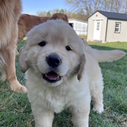 Dark Blue 10 - Light golden Golden Retriever puppy in Mills River, North Carolina from Appalachian Dog Training LLC