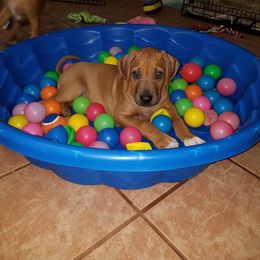 Rhodesian Ridgeback Puppies from Lyonnese Rhodesian Ridgebacks- Debbie Holly