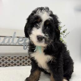 Miss Aspen - Tri-color female Bernedoodle puppy in Hegins, Pennsylvania from Bubbling Springs Doodles, LLC