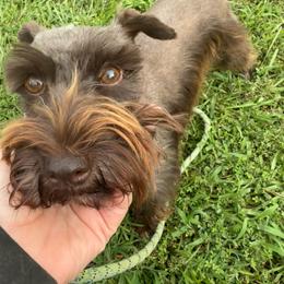 Ginger - Miniature Schnauzer