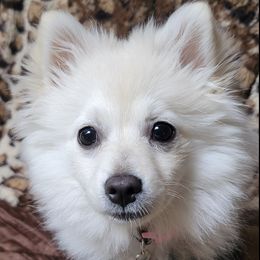 Pomeranians from Lacy's Pom Poms