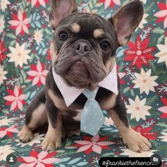 French Bulldog Puppies from KM French Bulldogs