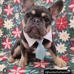 French Bulldog Puppies from KM French Bulldogs