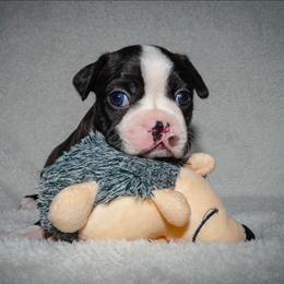 Sylvester - Blue male Boston Terrier puppy in Kansas City, Missouri from Boston's Boston Terriers AKC