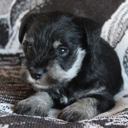 Ryan - Black and silver male Miniature Schnauzer puppy in Richardton, North Dakota from Crooked Tree Ranch