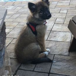 Icelandic Sheepdog Puppies from Valhalla Icelandic Sheepdogs