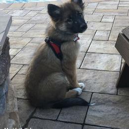 Icelandic Sheepdog Puppies from Valhalla Icelandic Sheepdogs