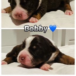 Bobby - Red tri-color male Australian Shepherd puppy in Palm Bay, Florida from Wiggle Butt's