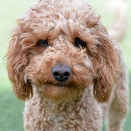 Piper - Goldendoodle