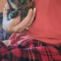 Rottweiler Puppies from Von Haus of Pearl