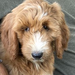 Miss Claire Bucket  - Goldendoodle