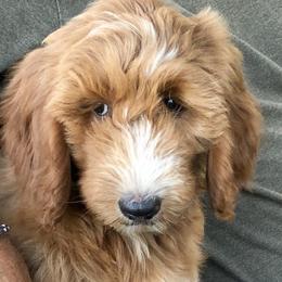 Miss Claire Bucket  - Goldendoodle