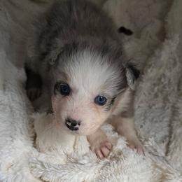 Red collar- Blue Merle - Blue merle female Australian Shepherd puppy in Geneva, Florida from TGIF Doxies