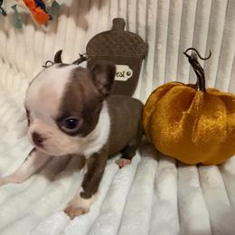 Benny - Red male Boston Terrier puppy in Tampa, Florida from Bayshore Boston Terrier’s