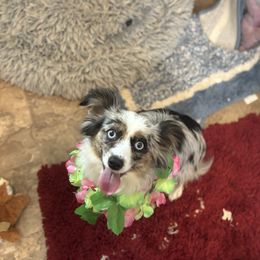 Sarah - Toy Australian Shepherd